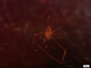 Vorschaubild Bernstein m. 2 Ameisen, Kleinschmetterling, langbeinige Milbe